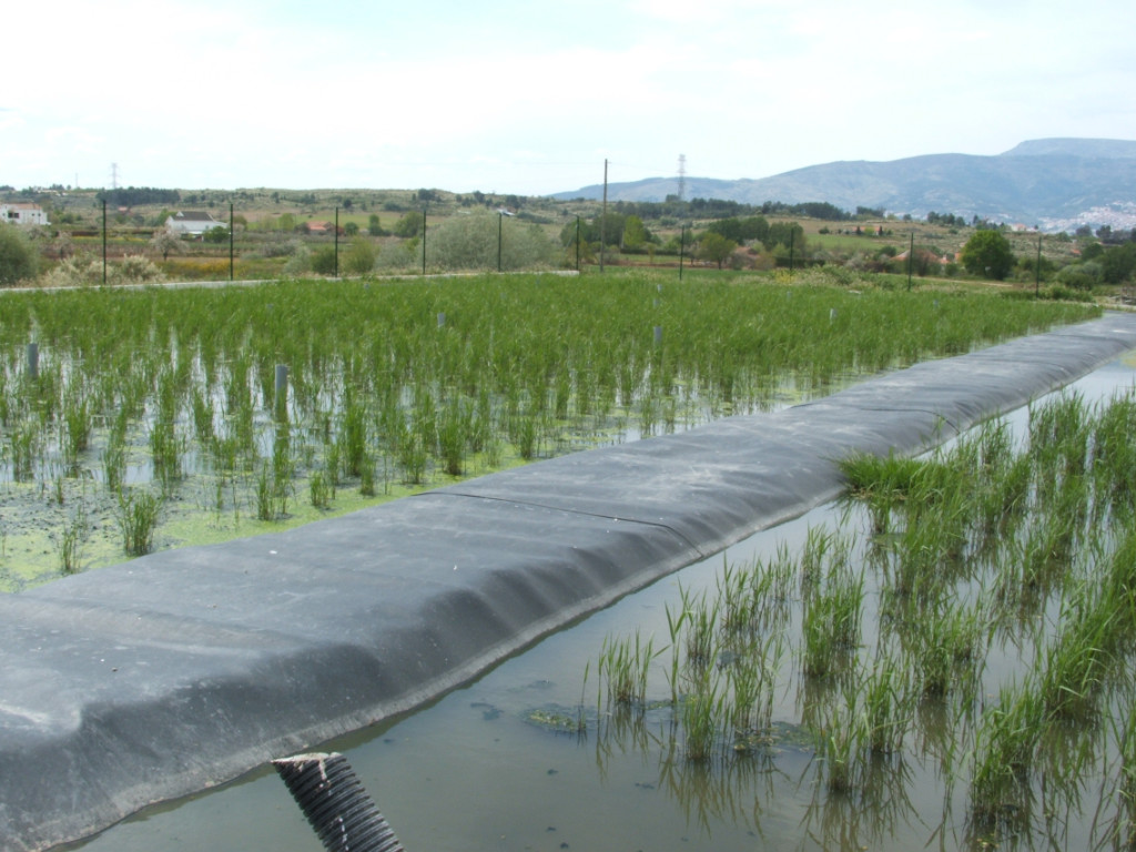 Lagoa de macrófitas